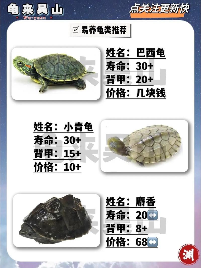 生态责任与未来(乌龟品种大全及图片) 生态责任与未来(乌龟品种大全及图片)