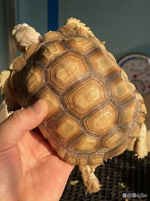 品种多样象征长寿,养殖需注意(中国有什么品种的陆龟) 品种多样象征长寿,养殖需注意(中国有什么品种的陆龟)
