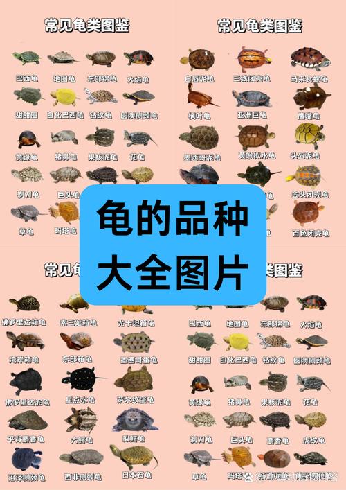 乌龟种类多性格各异 选对科学养宠物(乌龟所有品种及图片) 乌龟种类多性格各异 选对科学养宠物(乌龟所有品种及图片)