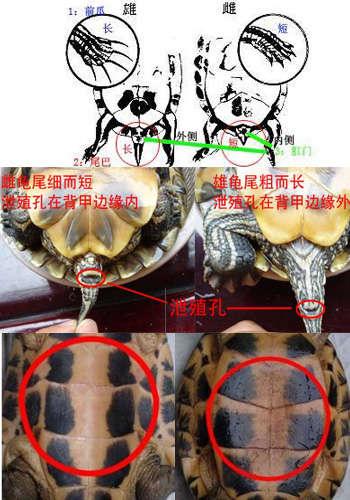看尾巴腹甲前爪(中华草龟分公母图解) 看尾巴腹甲前爪(中华草龟分公母图解)