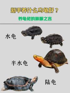 巴西龟金钱龟辐射龟等龟种介绍（宠物龟种类大全图解）