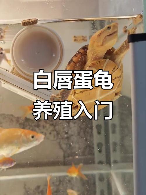 白唇蛋龟水陆环境搭建指南（白唇蛋龟饲养环境）