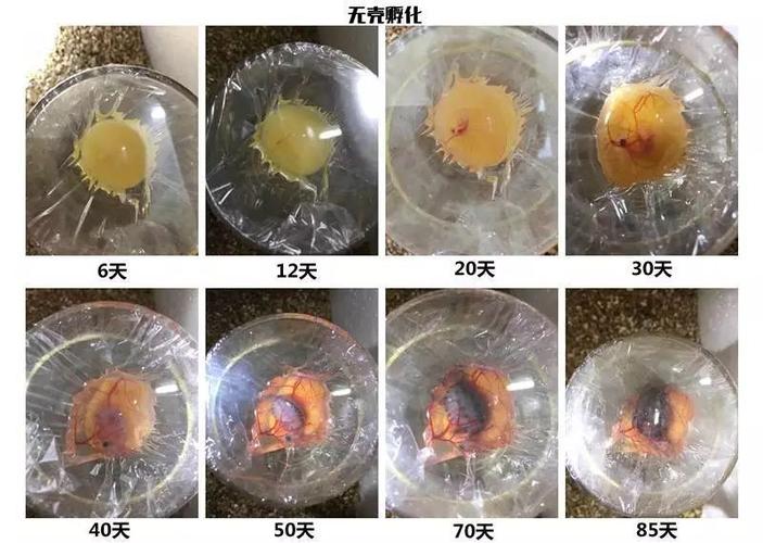自然与人工方法解析(乌龟蛋孵化全过程步骤图解) 自然与人工方法解析(乌龟蛋孵化全过程步骤图解)