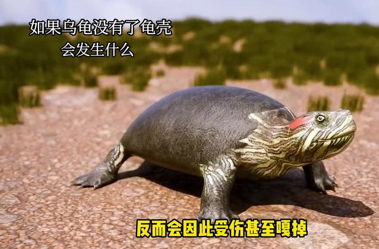 脆弱不安，需审视界限（梦到没有壳子的乌龟）