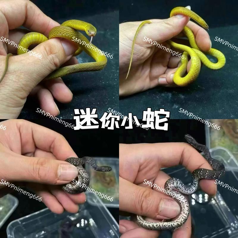 温顺宠物蛇也需谨慎养,非绝对安全(有没有不吃人的宠物蛇) 温顺宠物蛇也需谨慎养,非绝对安全(有没有不吃人的宠物蛇)