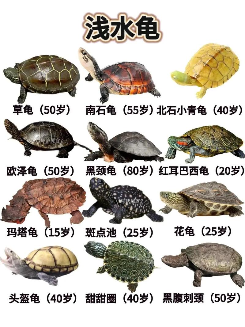 混养龟有风险,大龟或伤小龟,注意环境差异(大龟和小龟能混养么) 混养龟有风险,大龟或伤小龟,注意环境差异(大龟和小龟能混养么)