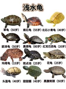 耐寒龟品种与越冬攻略（十大冷水龟有哪些品种）