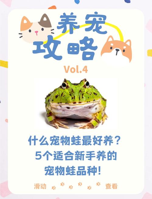 养水栖蛙，平衡水陆环境很重要（宠物蛙怎么合法饲养）