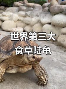 素食龟好养吗？红耳龟侧颈龟怎么养？（观赏龟哪些是吃素的）