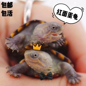 好互动的凶猛小龟（红面蛋龟龟苗饲养温度）