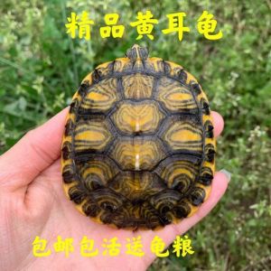 水位水质温度混养及晒背要点（黄耳龟小龟可以直接深水养吗）