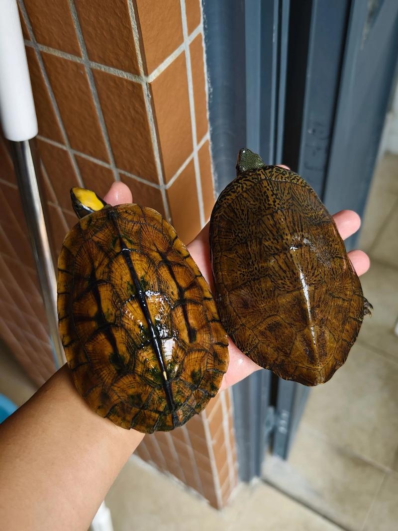 半水栖中型龟,食蚯蚓,需保护(海南三线闭壳龟能多大) 半水栖中型龟,食蚯蚓,需保护(海南三线闭壳龟能多大)