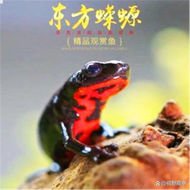 溪流精灵,需精心养护(宠物小火龙蝾螈图片) 溪流精灵,需精心养护(宠物小火龙蝾螈图片)