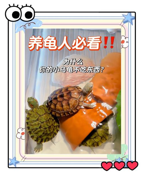 乌龟拒食怎么办?温度光照环境要检查!(乌龟为什么不吃东西) 乌龟拒食怎么办?温度光照环境要检查!(乌龟为什么不吃东西)