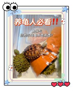 乌龟拒食怎么办？温度光照环境要检查！（乌龟为什么不吃东西）