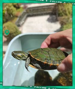 小型彩龟好养吗？巴西草龟黄缘龟怎么养？（体型小颜色艳丽高的龟）