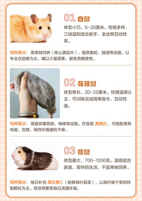 养护知识分享(宠物鼠品种大全) 养护知识分享(宠物鼠品种大全)