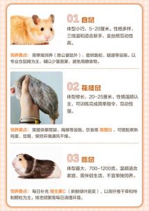 养护知识分享（宠物鼠品种大全）