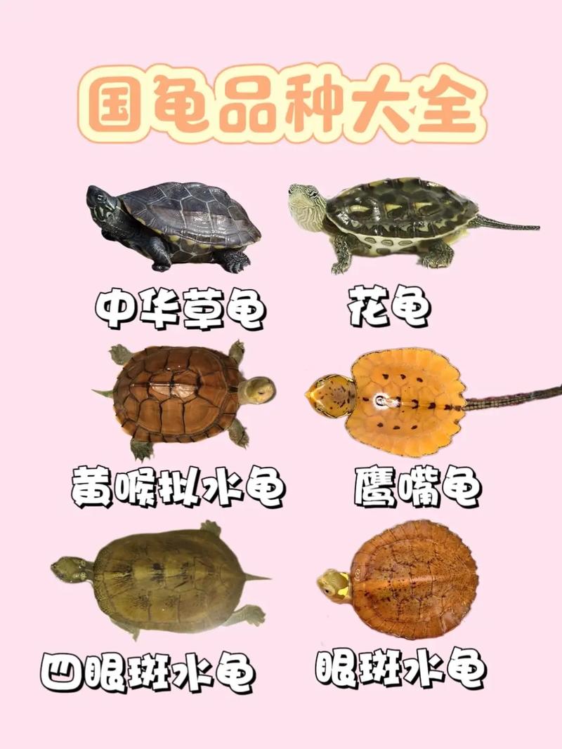 稀有珍品价格高昂(十大最贵乌龟排名) 稀有珍品价格高昂(十大最贵乌龟排名)