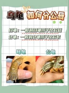 乌龟公母辨别方法（乌龟如何分辨公母）