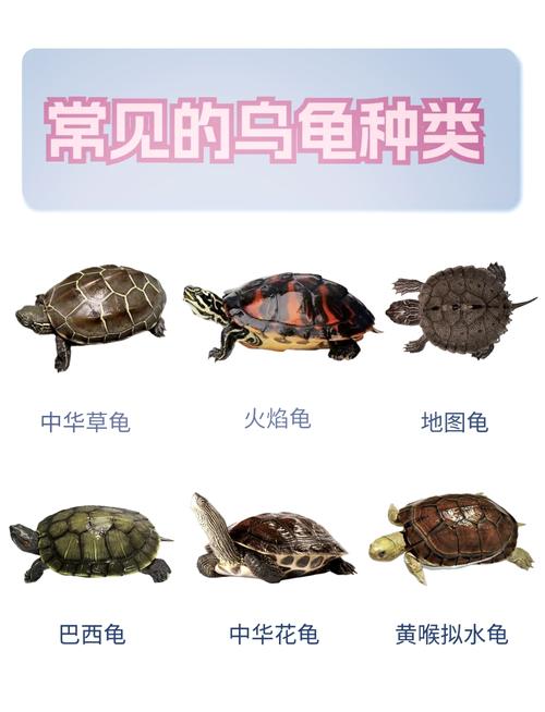 保护与平衡(珍稀乌龟品种大全) 保护与平衡(珍稀乌龟品种大全)