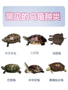 保护与平衡（珍稀乌龟品种大全）