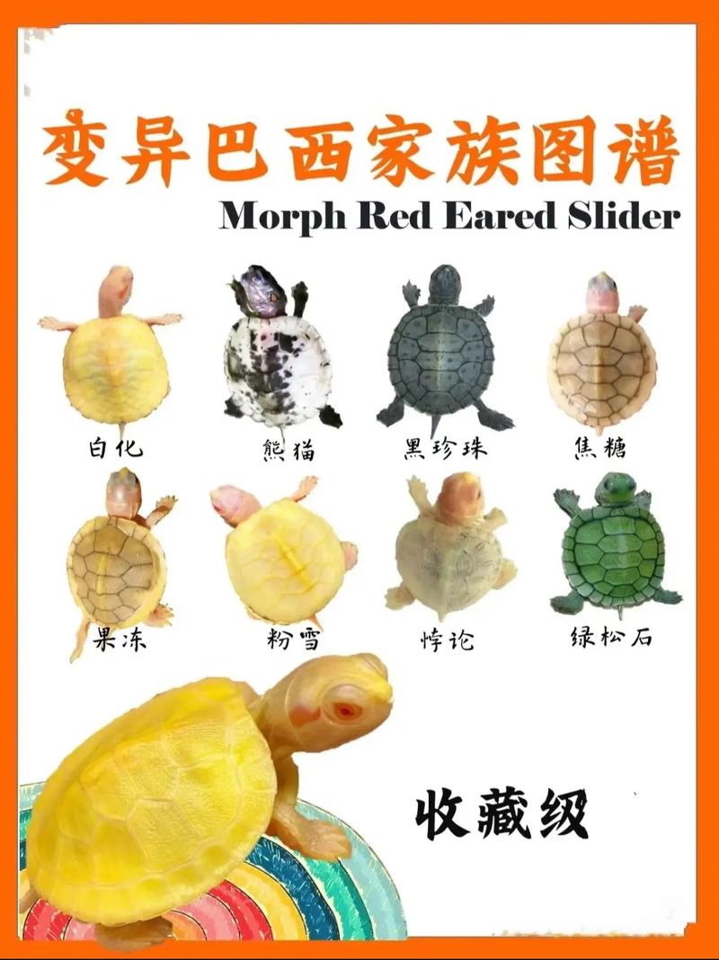 巴西龟好养,金钱龟珍稀,猪鼻龟受威胁(巴西龟品种大全大图) 巴西龟好养,金钱龟珍稀,猪鼻龟受威胁(巴西龟品种大全大图)