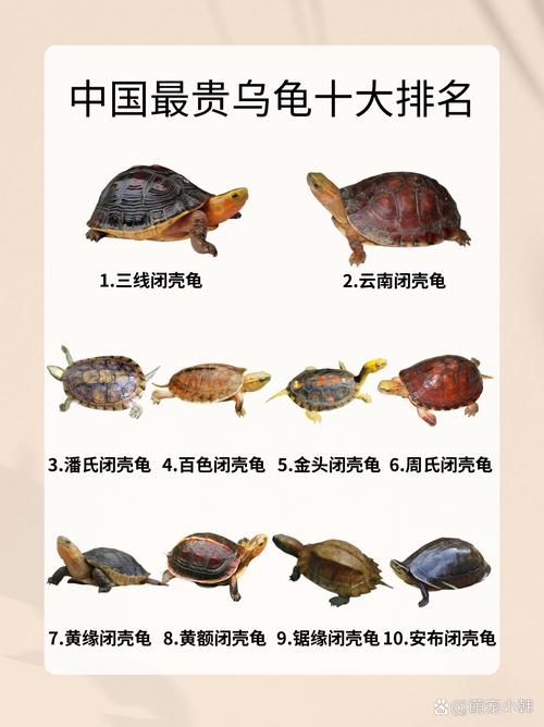 安陆龟三线龟辐射龟(最贵的乌龟是什么品种) 安陆龟三线龟辐射龟(最贵的乌龟是什么品种)