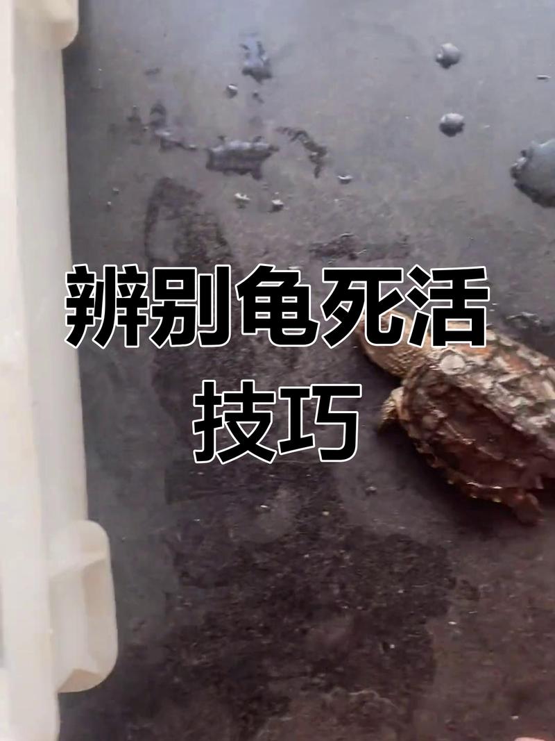 龟死亡怎么办?合法环保处理遗体!(宠物龟死了怎么处理) 龟死亡怎么办?合法环保处理遗体!(宠物龟死了怎么处理)
