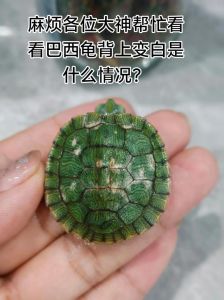 争光取暖也护幼（为什么大龟的背上要趴一个小龟）