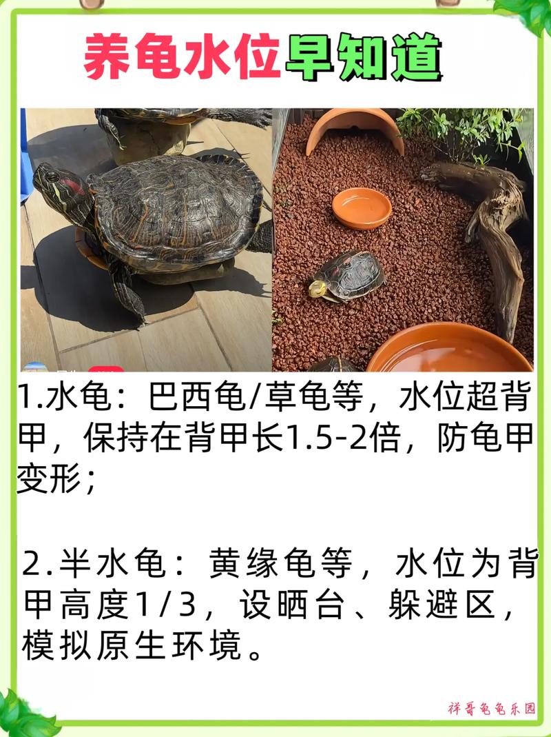龟久浮水面?健康或环境问题,需调整!(乌龟经常趴在水上是什么原因) 龟久浮水面?健康或环境问题,需调整!(乌龟经常趴在水上是什么原因)