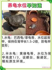 龟久浮水面？健康或环境问题，需调整！（乌龟经常趴在水上是什么原因）