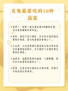 乌龟吃什么？蔬菜小鱼干水果龟粮全搞定（乌龟最爱吃的10种蔬菜）
