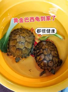 选对龟享受慢生活（家养小乌龟哪个品种好）