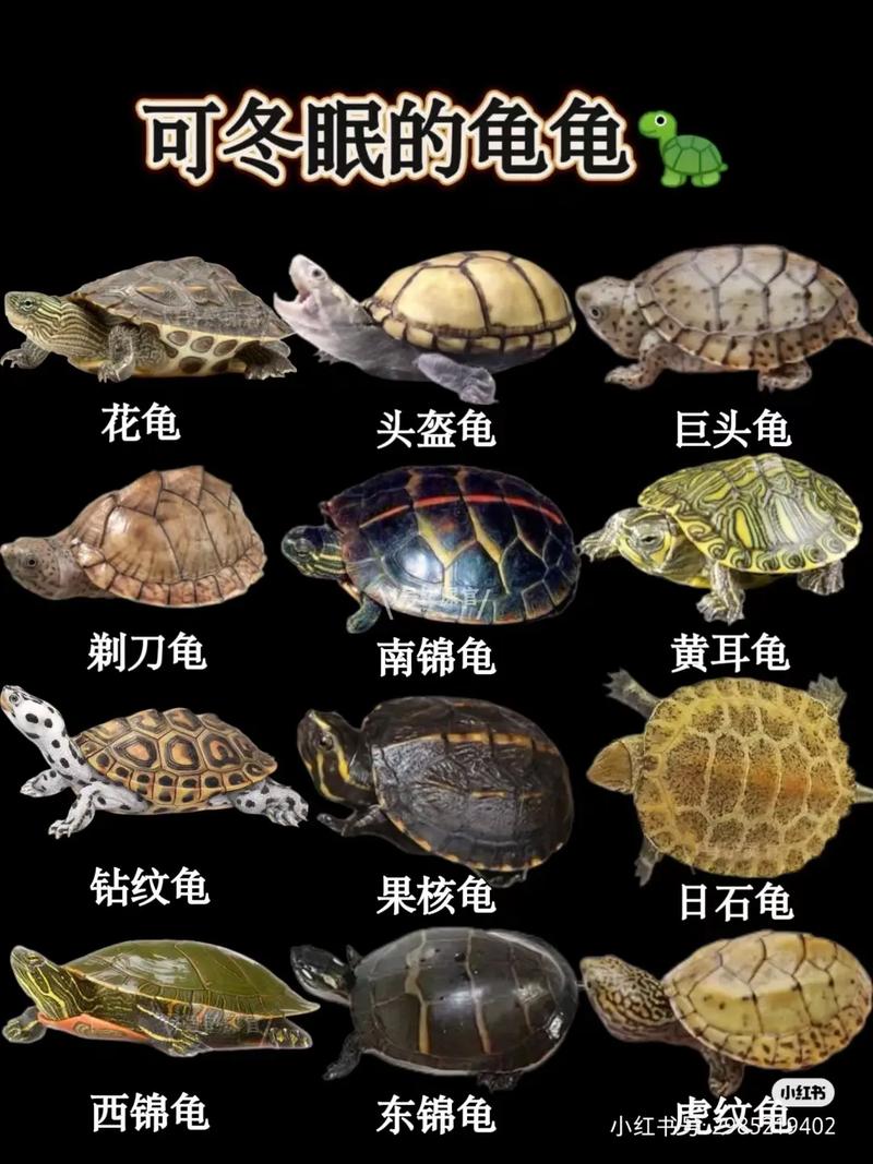 财富好运,吉祥象征(乌龟在梦里代表什么) 财富好运,吉祥象征(乌龟在梦里代表什么)