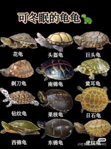 财富好运，吉祥象征（乌龟在梦里代表什么）
