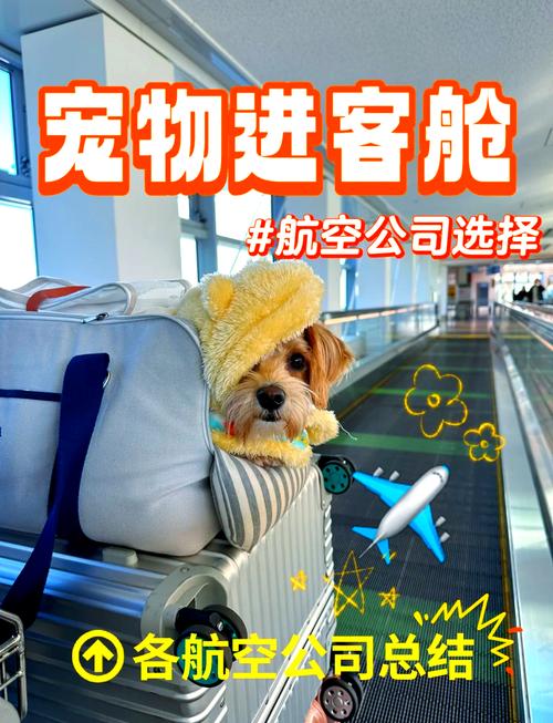 带龟上飞机？托运才行，手续费用全知道！（能带宠物龟上飞机吗）