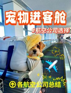 带龟上飞机？托运才行，手续费用全知道！（能带宠物龟上飞机吗）