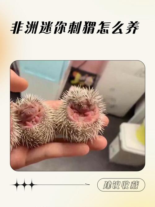 环境安静温度适,饮食均衡勿喂奶(在家养宠物刺猬怎么饲养吃什么) 环境安静温度适,饮食均衡勿喂奶(在家养宠物刺猬怎么饲养吃什么)