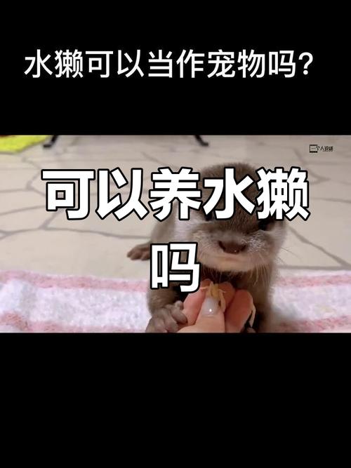 水獭宠物违法饲养需注意(国内个人饲养宠物水獭合法吗) 水獭宠物违法饲养需注意(国内个人饲养宠物水獭合法吗)