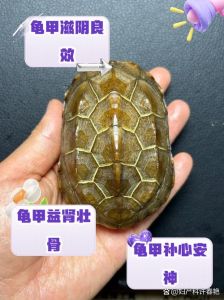 田柾国守护爱情，同居甜蜜升温（晚春初夏by养乌龟的龟壳）
