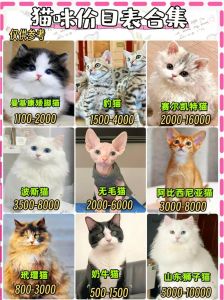 100元养猫选中华田园猫或流浪猫（100元以内宠物猫）