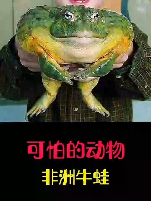 生态入侵者变餐桌美味,放生需谨慎(叫声像牛叫的蛙) 生态入侵者变餐桌美味,放生需谨慎(叫声像牛叫的蛙)