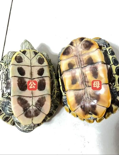 草龟地图龟能否和谐混养?(草龟和地图龟能混在一起养吗) 草龟地图龟能否和谐混养?(草龟和地图龟能混在一起养吗)