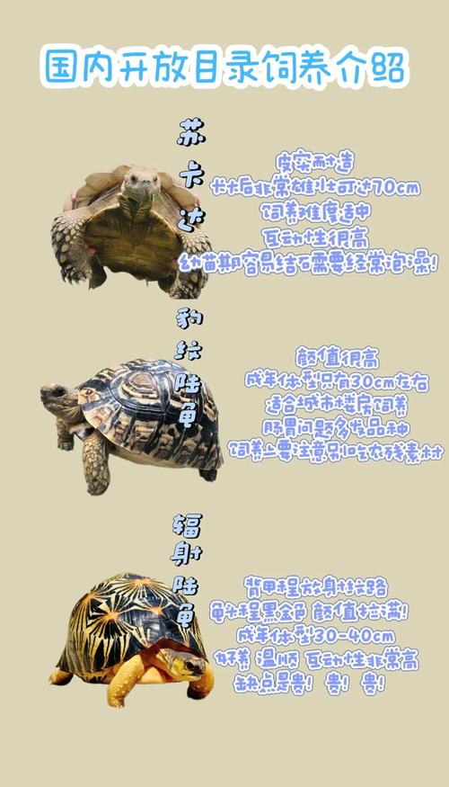 选对龟种注意环境(中国可以养的陆龟品种) 选对龟种注意环境(中国可以养的陆龟品种)