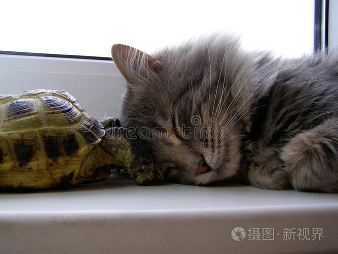 万物皆有灵，猫龟鸡皆守护（猫和龟那个更有灵性）