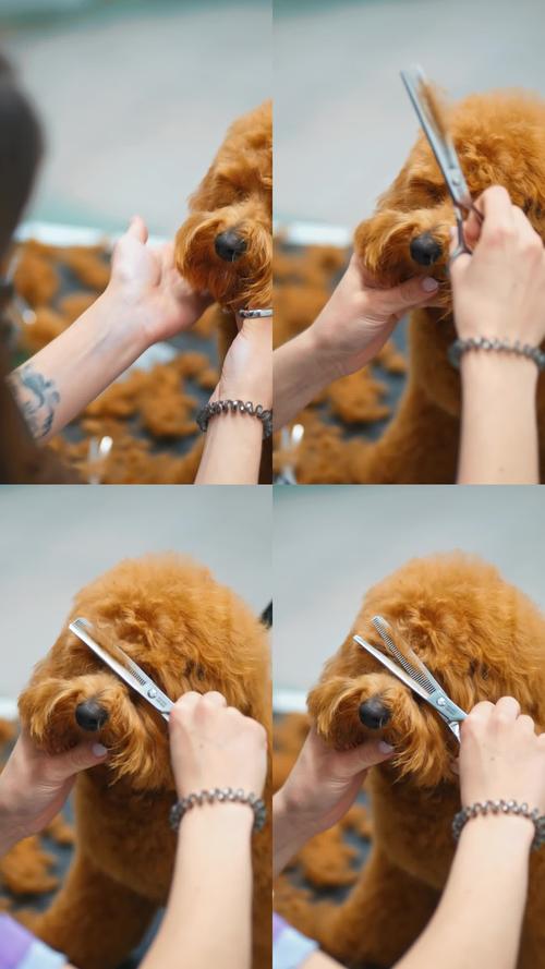 抵制低俗营销,维护尊严与道德底线(某宠物p图女性) 抵制低俗营销,维护尊严与道德底线(某宠物p图女性)