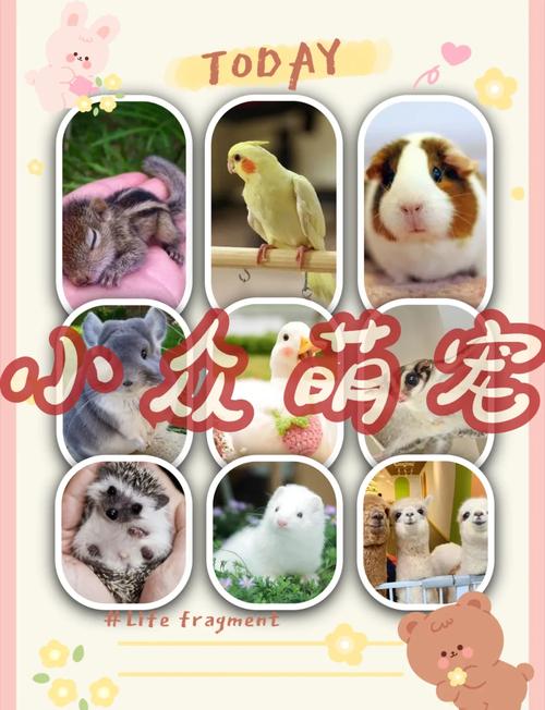 养宠物选好养不贵,博美仓鼠乌龟不错!(成本不贵互动性强好养活的小宠物) 养宠物选好养不贵,博美仓鼠乌龟不错!(成本不贵互动性强好养活的小宠物)