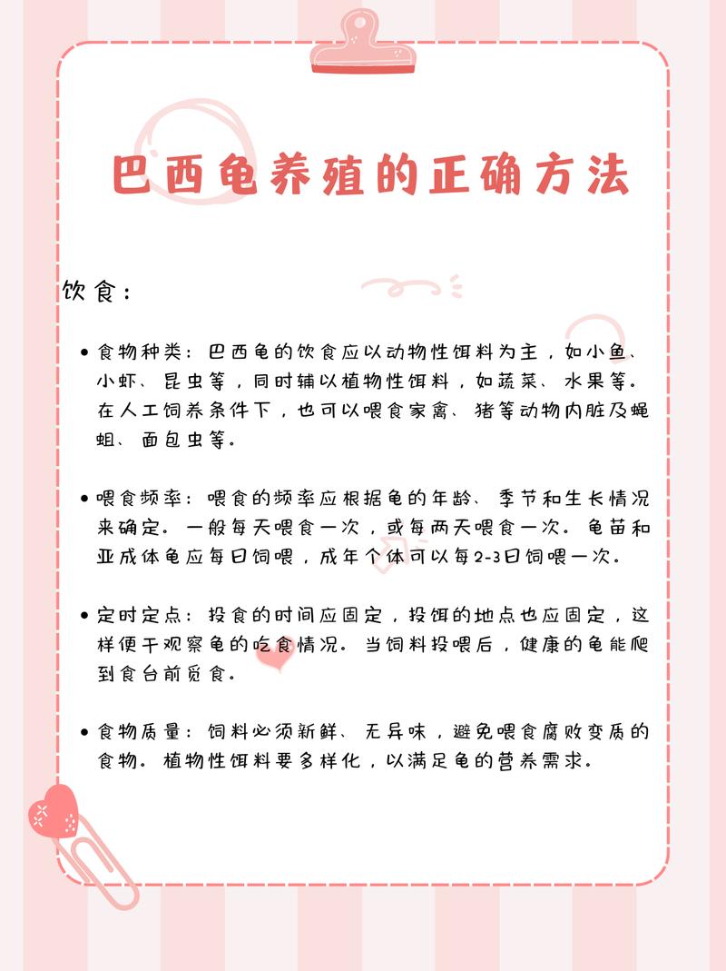 养龟需长久,选对环境食物,细心照顾(小乌龟怎么养活得久) 养龟需长久,选对环境食物,细心照顾(小乌龟怎么养活得久)
