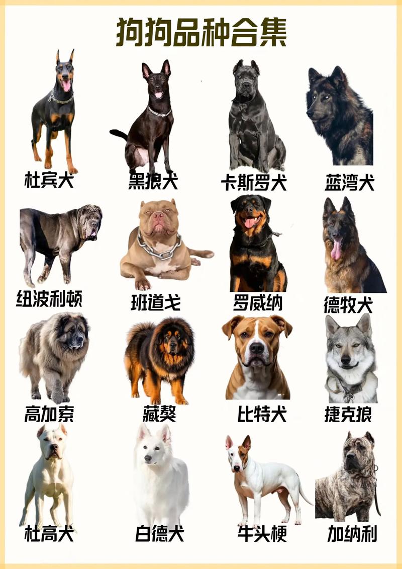 狗狗品种多又棒,忠诚友善是佳伴!(大宠物狗品种大全图片) 狗狗品种多又棒,忠诚友善是佳伴!(大宠物狗品种大全图片)